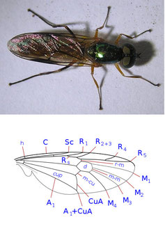 Sargus maculatus (above), a wing vein of Stratiomyidae (below)