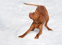 Un chien de grande taille de couleur fauve joue dans la neige par coach canin 16 éducateur canin en charente