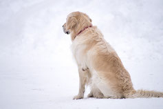 Un chien golden retriever beige dans la neige par coach canin 16 éducateur canin angoulême