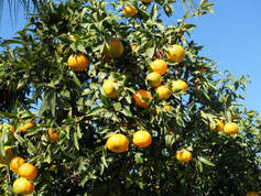 Orangen Orangenbaum Huerto Plantage Zitrus Saft Orangensaft