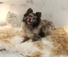 Pomeranian Hündin Nahla von der Arnol's Eiche