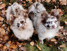Pomeranian Hündin Sternchen von der Arnold's Eiche.