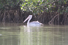 pélican sur la mangrove, près des palétuviers