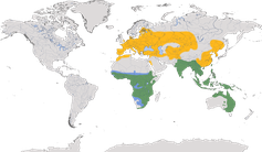 Karte zur Verbreitung der Pirole (Oriolidae)