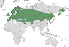 Karte zur Verbreitung der Elster (Pica pica)