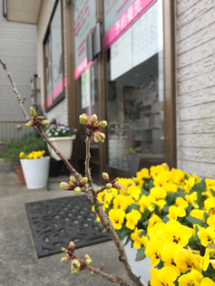 かぶらぎ整骨院の鉢植えの桜