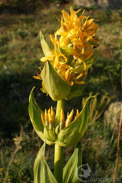 Flore Ariège Pyrénées Couserans Observation Faune et flore des Pyrénées