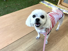 ワンちゃんも実際に歩いてみよう♪