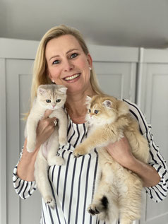 Ivon met black en bleu golden Brits Korthaar kitten – Cattery My‑O‑My Apeldoorn