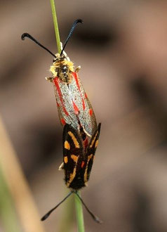 Z. aurata toubkalensis x Z. johannae johannae (Haut Atlas central)   