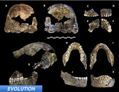 Dates for Homo naledi Released