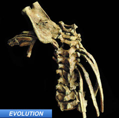 Australopithecine Toddler Gives Insight Into Spinal Evolution