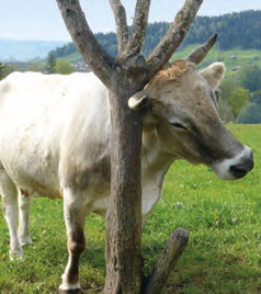Natürliches Bedürfnis: Scheuern und Kratzen