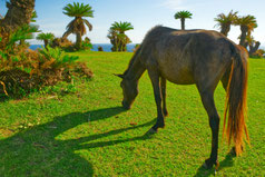 青い海を背景に野草を食べる馬。こちらにお尻を向けている。