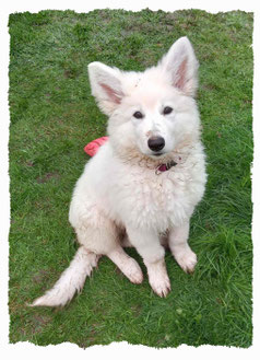 Chiot Berger Blanc Suisse à l'école pour chiots à Dax