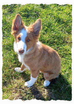 Chiot à l'école pour chiots à Dax