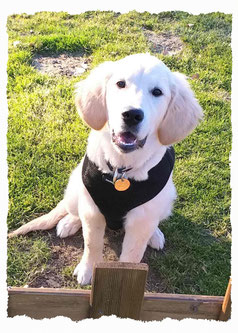 Chiot Golden Retriever à l'école pour chiots à Dax