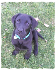 Labrador à l'école pour chiots à Dax