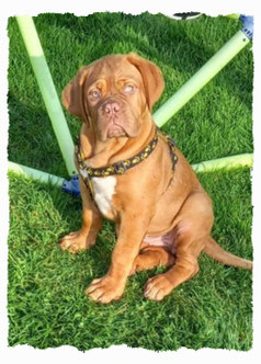 Chiot Dogue de Bordeaux à l'école pour chiots à Dax