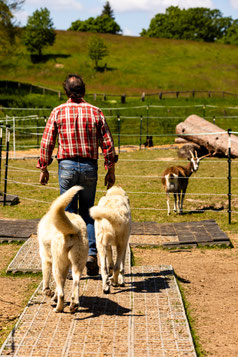 Die beiden Herdenschutzhunde folgen Chris Goette über den Trail.