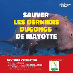 sauver les derniers dugongs de mayotte