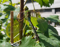 fliegende Gärtner (von M. Finger)