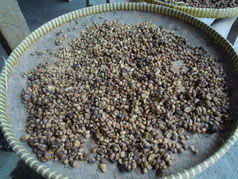 乾燥したジャコウネコの糞、未消化のコーヒー豆