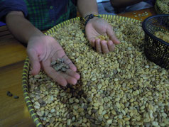 きれいに洗って乾燥させた豆の皮を手作業でむく