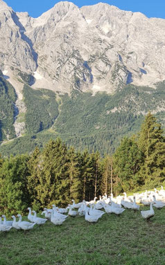 BIO-Enten und BIO-Gänse jetzt bei BIO Metzgerei Juffinger