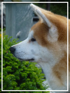 Japan Akita, Rosia Kara Eikan, Hund, Zucht, Welpen