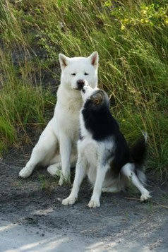 Archie Star und Aska - L-O-V-E