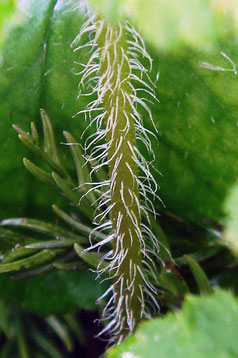 ＃６　コシノチャルメルソウの根生葉の葉柄には長毛が生える