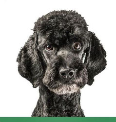 CBD Öl für Hunde von HempMate