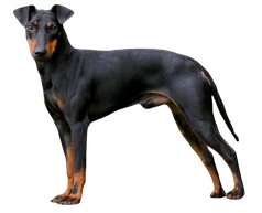 manchester terrier