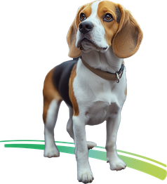 Chien détecteur de punaises