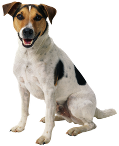 Image animaux detourée transparent sur fond blanc chien jack russel png