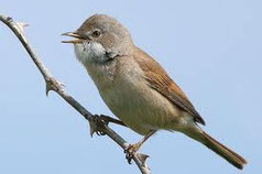 Grasmus