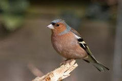 Vink