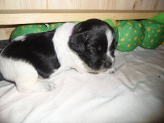 Herr Lila