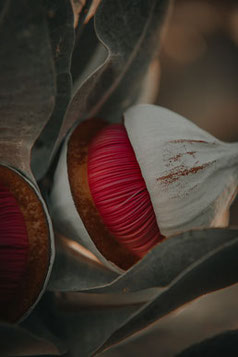 Australische Buschblüten