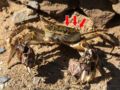 モクズガニの写真