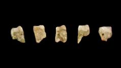 Homo luzonensis - teeth