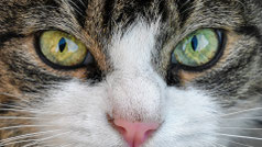 Dortmund - Deine Tierbetreuung vor-Ort, Katzenbetreuung Zuhause, Katzensitter - Catsitting