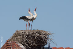 Weißstorchpaar beim Begrüßungsritual