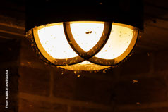 Zahlreiche Insekten werden vom Licht angelockt.