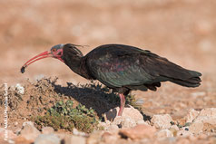 Waldrapp bei der Nahrungssuche