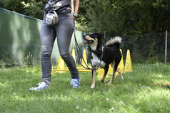 GOOD DOGS Hundeschule - Heusenstamm - Rodgau - Obertshausen - Erziehung - Hund - Junghunde