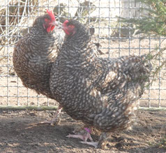 Das Mechelner Huhn - nutztier-arche-muehlenkreiss Webseite!