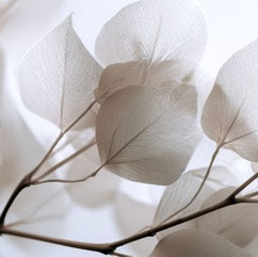 Des feuilles blanches transparentes qui inspirent la lumière