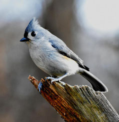 musique nature oiseaux